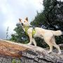 Gooby Dog Harness - Escape Free Memory Foam Step-in Small Dog Harness - Perfect on The Go Four-Point Adjustable - No Pull Harness for Small Dogs or Cat Harness