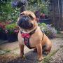 Bestia Bowtie Leather French Bulldog Harness. 100% Leather. Padded Chest Plate. Hand Made in Europe!