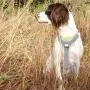 Dog Harness No Pull No Choke Adjustable Pet Vest, Durable Breathable Easy Control for Running Hiking Training, Reflective Oxford Material Step in for Medium, Large, XL Dog Breed Dog Harness No Pull No Choke Adjustable Pet Vest, Durable Breathable Easy Control for Running Hiking Training, Reflective Oxford Material Step in for Medium, Large, XL Dog Breed
