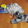 Bone Dry Embossed Bone Print Pet Blanket