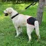 Dog Hygiene Pants Pink Underwear Nappies for Dogs with Incontinence Reusable Cotton Female Pet Sanitary Pants Puppy Physiological Pet Diaper Breathable Pets Briefs (S Black)