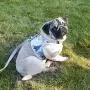 voopet Boho Soft Mesh Cat Harness, Dog Padded Front Vest Harness with Leash, Adjustable Pets No-Pull Walking Harness - Easy Control for Small Dogs & Puppy voopet Boho Soft Mesh Cat Harness, Dog Padded Front Vest Harness with Leash, Adjustable Pets No-Pull Walking Harness - Easy Control for Small Dogs & Puppy