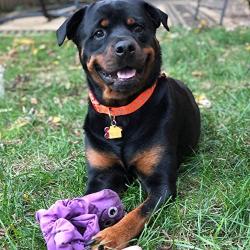 SmartPetLove Plush Toy