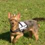Julius-K9 IDC Harness Size Baby 2