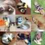 Duona Catnip Toys 5 Pack -Cotton Plush Pillow Chew Bite Play Fetch Toy Simulation Fish Shape Realistic Fluffy Catnip Doll Interactive Pets Pillow Chew Bite Supplies for Cat Kitten Kitty