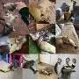 Cheerpet Catnip Toys 2 Pcs Cat Wagging Fish Electric Doll Fish Realistic Plush Toy Cat Pet Interactive Chew Toy Cat Kicker Fish Toy Cheerpet Catnip Toys 2 Pcs Cat Wagging Fish Electric Doll Fish Realistic Plush Toy Cat Pet Interactive Chew Toy Cat Kicker Fish Toy