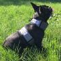 CoolerDog Dog Cooling Vest and Cooling Collar - Ice Vest for Dogs