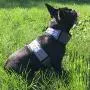 CoolerDog Dog Cooling Vest and Cooling Collar - Ice Vest for Dogs CoolerDog Dog Cooling Vest and Cooling Collar - Ice Vest for Dogs