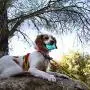KANCHOU Squeaky Dog Toys for Aggressive Chewers Large Breed Medium Large Dog Chew Toys Extremely Durable Indestructible Dog Toys with 1 Chew Ball and 1 Toothbrush KANCHOU Squeaky Dog Toys for Aggressive Chewers Large Breed Medium Large Dog Chew Toys Extremely Durable Indestructible Dog Toys with 1 Chew Ball and 1 Toothbrush