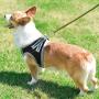 PENIVO Small Dog Harness Vest Puppy Breathable Mesh Pet Dog Harness and Leash Set Reflective for Small Medium Dogs Chest Strap Walking Lead