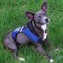 Pets First Virginia Tech Harness, Small