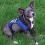 Pets First Ole Miss Harness, Medium