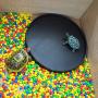 OMEM Reptile Food Bowl,Water Dish,Turtle Feeder,Feeding Dish,Food Container