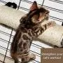 IXI Cat Scratching Post - The Cat Scratching Pole Designed for Cage Cat Scratcher Made by Sisal Cat Cage Scratching Post Cat Furniture IXI Cat Scratching Post - The Cat Scratching Pole Designed for Cage Cat Scratcher Made by Sisal Cat Cage Scratching Post Cat Furniture