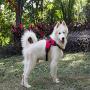 Dog Vest Harness, No Pull Design Pet Soft Padded Reflective Leash Chest Harness with Adjustable Strap for Various Sizes Dogs, Small to Large Dogs Easy to Control,6,L