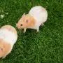 Aulock 2 Pcs Artificial Grass Guinea Pig Pee Pads- 15.7 × 23.6 Inch Fake Grass Rug Potty Training Replacement Artificial Turf for Puppy, Rabbits, Hamsters, Bunnies, Gerbils, Other Small Animals Aulock 2 Pcs Artificial Grass Guinea Pig Pee Pads- 15.7 × 23.6 Inch Fake Grass Rug Potty Training Replacement Artificial Turf for Puppy, Rabbits, Hamsters, Bunnies, Gerbils, Other Small Animals