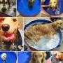 Zology Foldable Dog Pet Bath Pool Collapsible Dog Pet Pool Bathing Tub Kiddie Pool for Dogs Cats and Kids