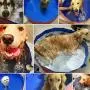 Zology Foldable Dog Pet Bath Pool Collapsible Dog Pet Pool Bathing Tub Kiddie Pool for Dogs Cats and Kids Zology Foldable Dog Pet Bath Pool Collapsible Dog Pet Pool Bathing Tub Kiddie Pool for Dogs Cats and Kids