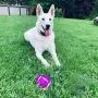 Gnawsome 4.5'' Spiky Squeak & Light Football for Dogs - Durable, Rubber Bouncy Puppy Fetch & Chew Toy for Your Pet, Colors Will Vary Gnawsome 4.5'' Spiky Squeak & Light Football for Dogs - Durable, Rubber Bouncy Puppy Fetch & Chew Toy for Your Pet, Colors Will Vary