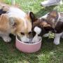 Magisso 90200 Water Bowl Natural Cooling Ceramic Keeps Water Cold, 20 cm Diameter, 1.8 litres, Pink