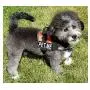 PET ME Nylon Dog Vest Harness. Purchase Comes with 2 Reflective Removable PET ME Patches. Please Measure Your Dog Before Ordering