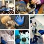 Pet Grooming Glove - Gentle Pet Hair Remover Mitt - True Touch Deshedding Glove for Cats, Dogs for Long & Short Fur - Enhanced Five Finger Design for Cat Grooming Gloves Brush(One Pair) Pet Grooming Glove - Gentle Pet Hair Remover Mitt - True Touch Deshedding Glove for Cats, Dogs for Long & Short Fur - Enhanced Five Finger Design for Cat Grooming Gloves Brush(One Pair)