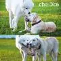 chooc6 Interactive Dog Rope Toys for Medium and Large Dogs, Dog Chew Rope Balls, Dog Gifts (2 Pack) chooc6 Interactive Dog Rope Toys for Medium and Large Dogs, Dog Chew Rope Balls, Dog Gifts (2 Pack)