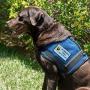 WORKINGSERVICEDOG.COM Working Dog Do Not Pet - Sew On Patch for Service Dog Vest or Harness