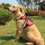 SHUNAI No Pull Dog Harness Pet Vest, Walking Dog Harness, Adjustable & Breathable Design, Great fit for Poodle,Bulldog,Labrador,Golden Retriever,Husky,Bulldog,Shepherd Dog and More(Not Include Leash)