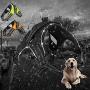 Pet Supplies for Large Dog Harnesses Adjustable LED Collar Pet Vest Dog Vest Accessories