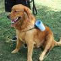 Emoly Portable Dog Paw Cleaner Upgrade Dog Cleaning Brush Paw Cleaner for Small/Medium Dogs (New, Blue)