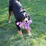 SmartPetLove Plush Toy