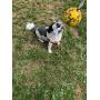 Wola Dog Soccer Ball, Size 1 with Free Pump, Made Out of 100% Natural Rubber, Non-Toxic Dog Toy - Rope & Tug Dog Toy