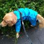 Alfie Pet - Bella Rainy Days Waterproof Raincoat (for Dogs and Cats)