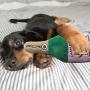 Haute Diggity Dog Muttini Collection | Unique Squeaky Parody Plush Dog Toys – Dogmestic and Impawted