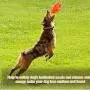 Ucio Squeaky Dog Toys for Aggressive Chewers, Durable Rubber Dog Squeak Toy, Almost Indestructible Interactive Dog Chew Ball Toys, Tough Pet Toy for Medium and Large Breed Ucio Squeaky Dog Toys for Aggressive Chewers, Durable Rubber Dog Squeak Toy, Almost Indestructible Interactive Dog Chew Ball Toys, Tough Pet Toy for Medium and Large Breed