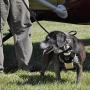 Bergan 88200 Auto Dog Safety Harness with Tether for 25-50 Lbs, Medium