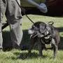 Bergan Auto Dog Harness Large-tan/black 50-80lbs Bergan Auto Dog Harness Large-tan/black 50-80lbs