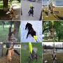 Outdoor Hanging Bungee Dog Toy - Durable Spring Pole for Pitbull & Medium to Large Dogs - Interactive Tugger for Safe & Fun Solo Play, Exercise and Tug of War - Tough Fire Hose Bite Tug Toy Included