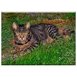 Triple Blank Wall Plate Cover - Cat Pet Animal Domestic Cat Young Cat Cute Cat