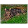 Triple Blank Wall Plate Cover - Cat Pet Animal Domestic Cat Young Cat Cute Cat