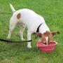 Dog is Good ''Never Travel Alone Travel Bowl for Dogs (8 Pack), Assorted Colors