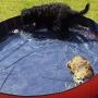 V-HANVER Foldable Dog Pool Hard Plastic Collapsible Pet Bath Tub for Puppy Small Dogs Cats and Kids