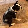Barkertime Premium Waterproof Dog Diaper Overall - Made in USA - Black Stripes Premium Waterproof Escape-Proof Washable Dog Diaper Overall