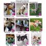 BONAWEN Puppy Harness Leash Set Lightweight Adjustable No Pulling Dog Vest Heavy Duty