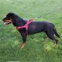 Max and Neo Passport Reflective Dog Harness - We Donate a Harness to a Dog Rescue for Every Harness Sold
