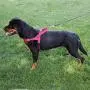 Max and Neo Passport Reflective Dog Harness - We Donate a Harness to a Dog Rescue for Every Harness Sold