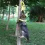 Kuntrona Durable Plastic Dog Toy Interactive for Large Dogs Molar Tooth Bite Resistant Foam Flying Ring Outdoor Rubber Discs Kuntrona Durable Plastic Dog Toy Interactive for Large Dogs Molar Tooth Bite Resistant Foam Flying Ring Outdoor Rubber Discs