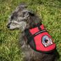 Premium Emotional Support Dog ESA Mesh Vest (XXS - XXL) - Includes 5 Federal Law ESA Handout Cards