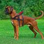 Beirui No Pull Escape Proof Dog Harness for Small Medium Large Dogs - Soft Padded Reflective Medium Dog Walking Harnesses (Black,M)